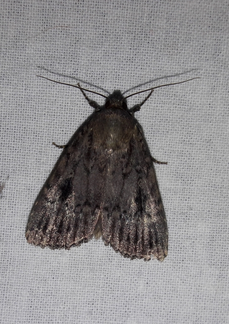 Amphipyra berbera/pyramidea