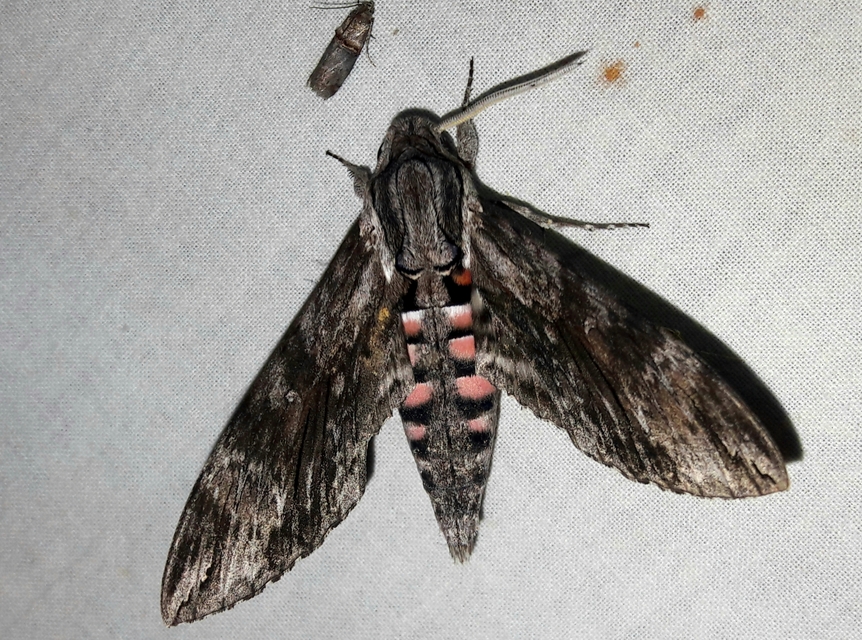 Agrius convolvuli - szulákszender