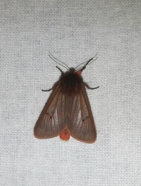 Phragmatobia fuliginosa - füstös medvelepke