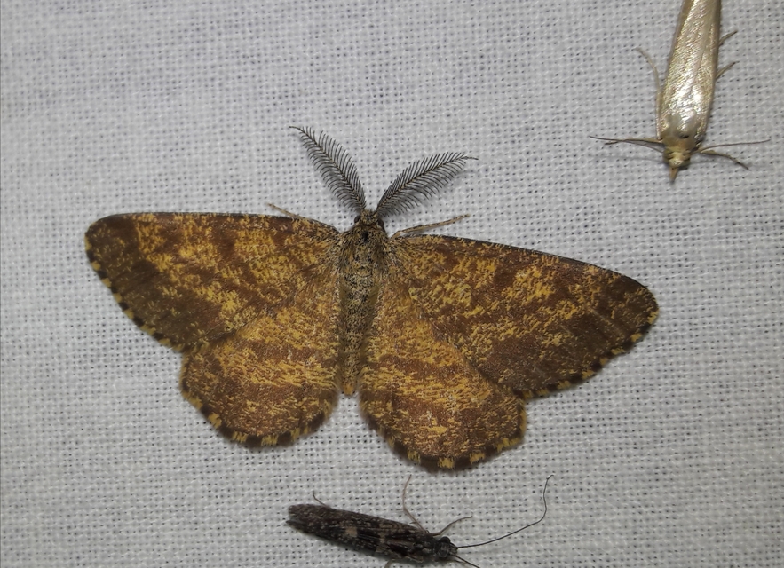 Ematurga atomaria - barna rétiaraszoló