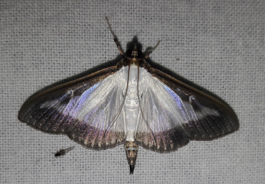 Cydalima perspectalis - puszpáng-tűzmoly