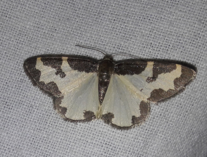 Lomaspilis marginata - szegélyes nyárfaaraszoló