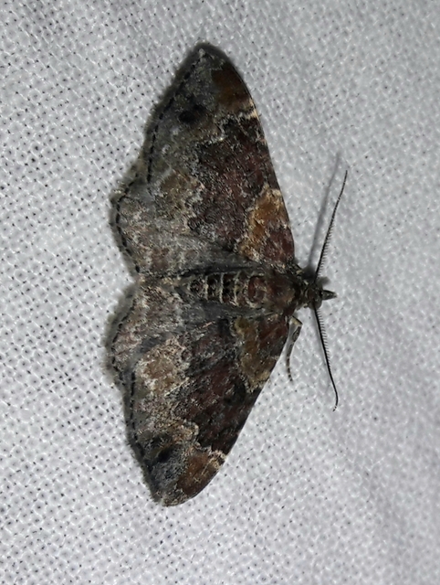 Xanthorhoe