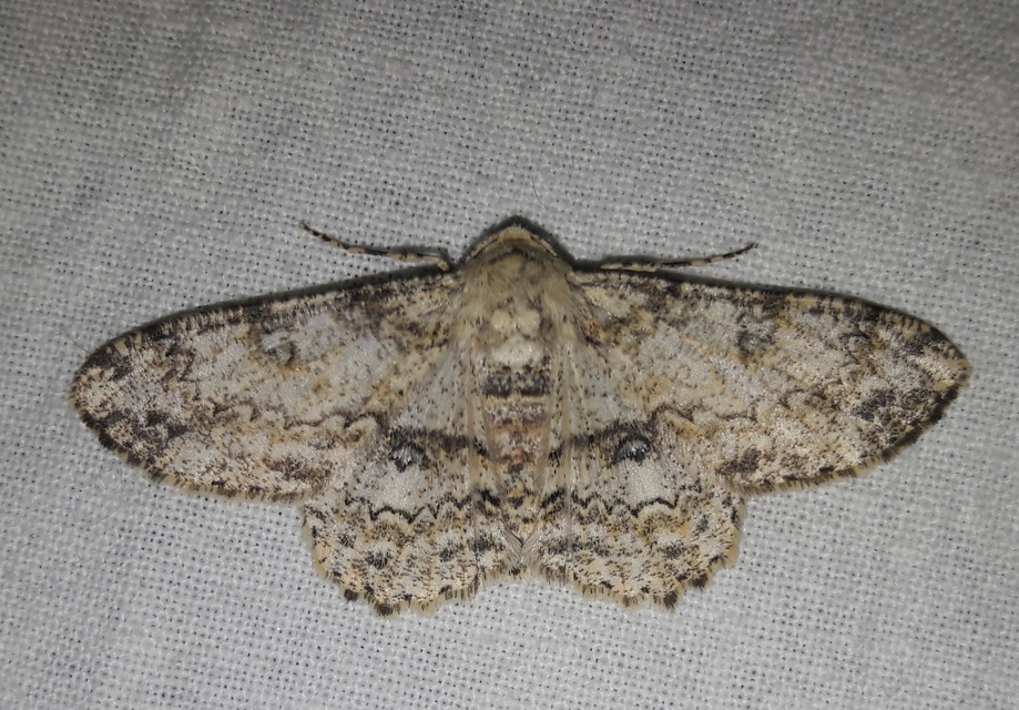 Ascotis selenaria - holdas faaraszoló