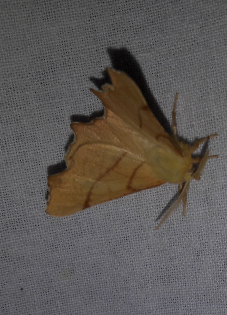Ennomos erosaria - hársfa-levélaraszoló