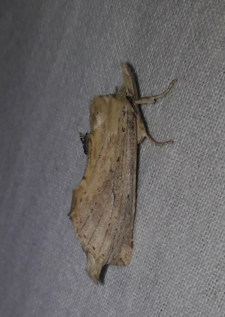 Pterostoma palpina - csőrös púposszövő