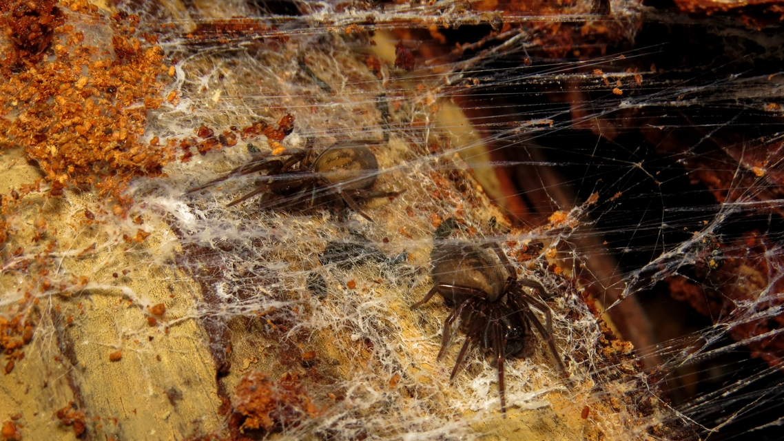 Amaurobius