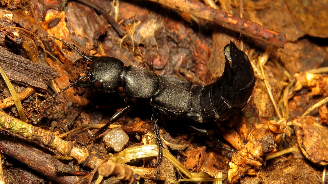 Ocypus