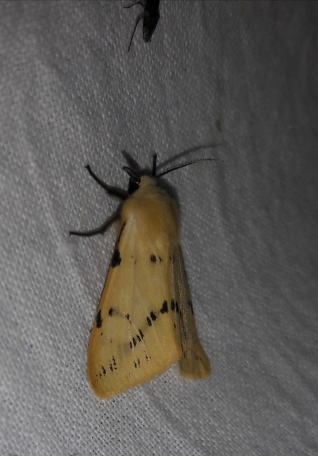 Spilarctia lutea - sárgás medvelepke