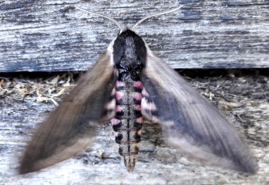 Sphinx ligustri - fagyalszender