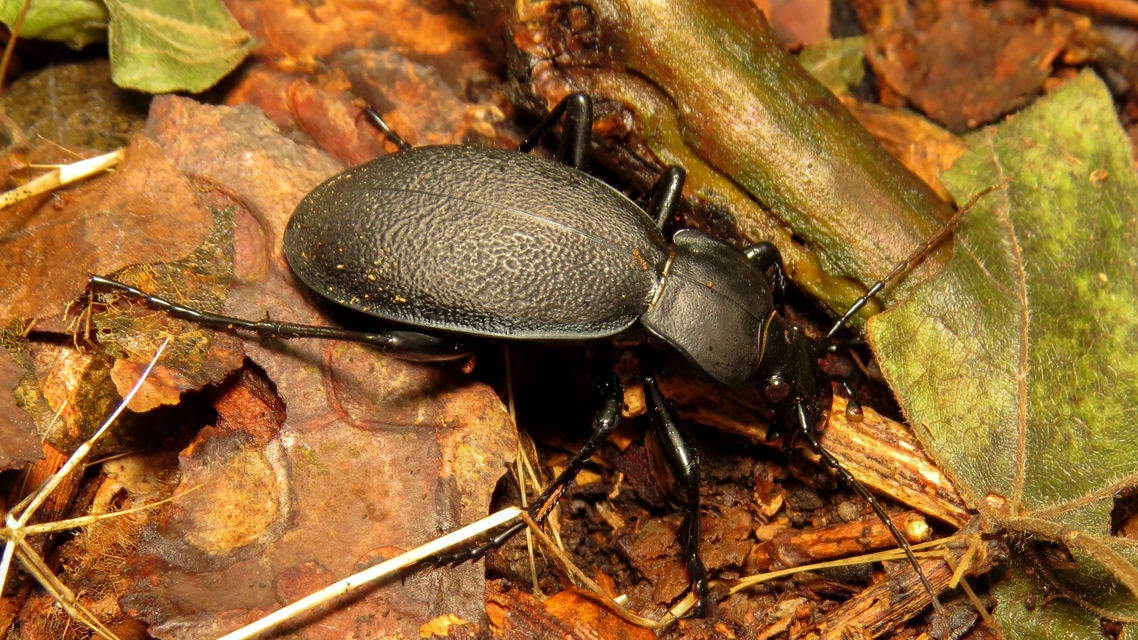 Carabus coriaceus - bőrfutrinka Carabus coriaceus - bőrfutrinka