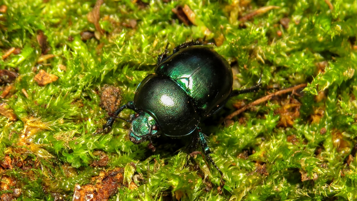 Trypocopris vernalis - tavaszi álganéjtúró