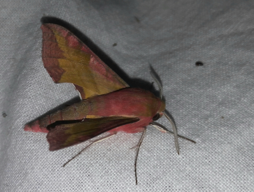 Deilephila porcellus - piros szender