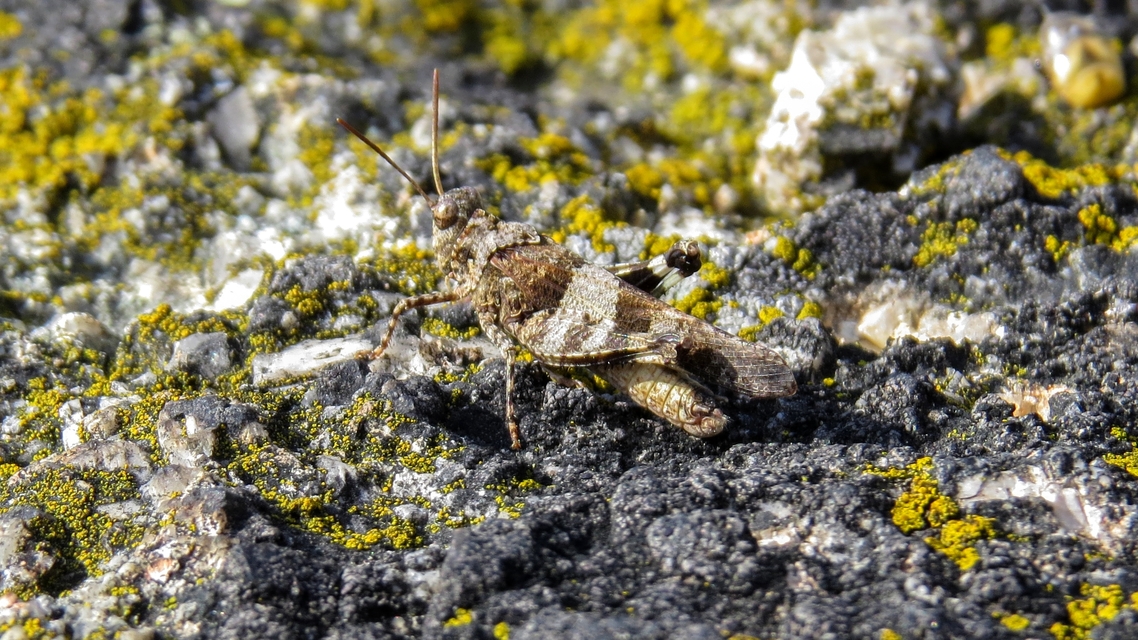 Oedipoda caerulescens - kékszárnyú sáska
