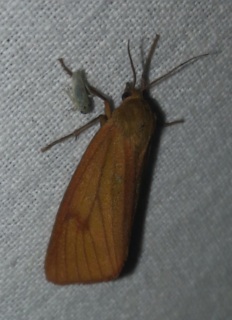 Diacrisia sannio - vörösszélű medvelepke