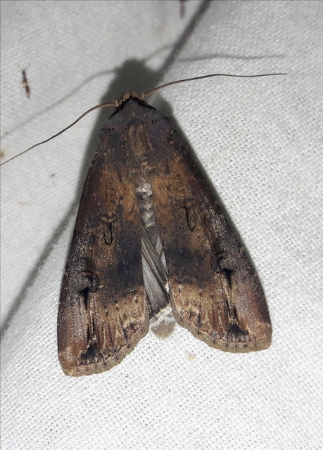 Agrotis ipsilon - nagy földibagoly