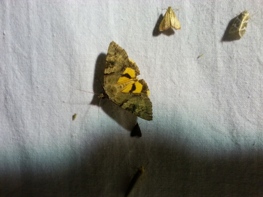 Catocala hymenaea - kökény-övesbagoly