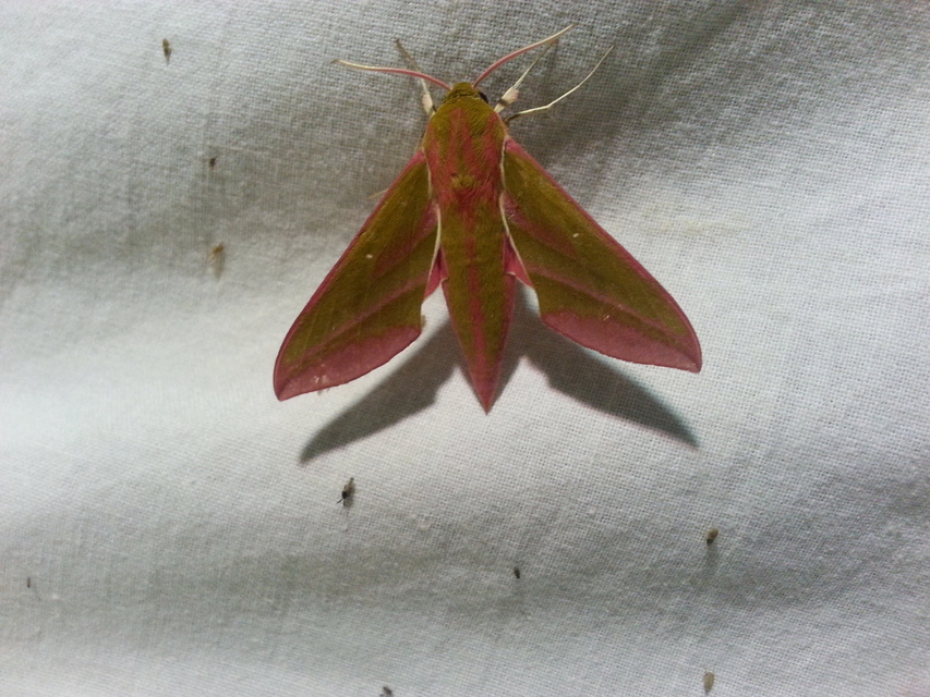 Deilephila elpenor - szőlőszender