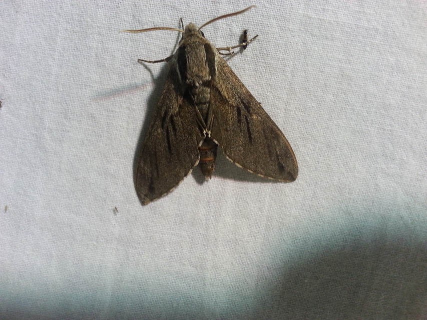 Hyloicus pinastri - fenyőszender