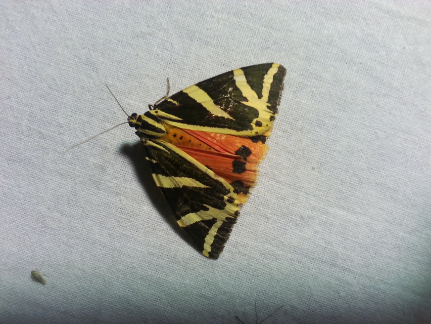 Euplagia quadripunctaria - csíkos medvelepke