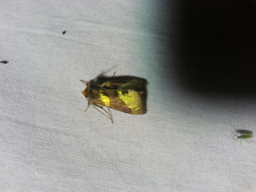 Diachrysia chrysitis - aranybagoly