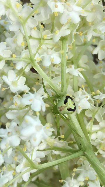 Ebrechtella tricuspidata - alakoskodó karolópók
