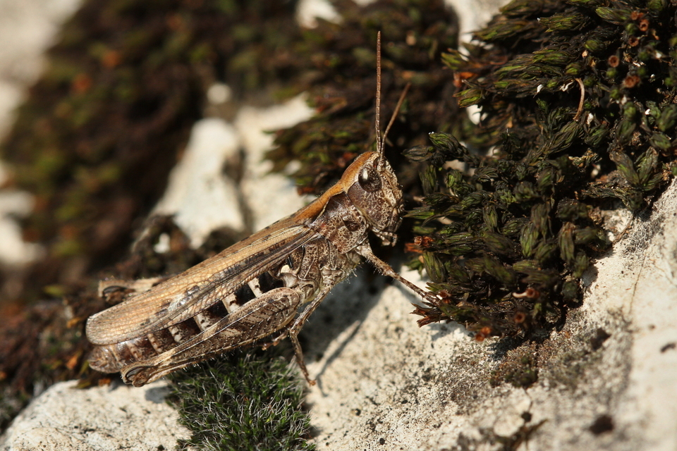 Chorthippus biguttulus - zengő tarlósáska