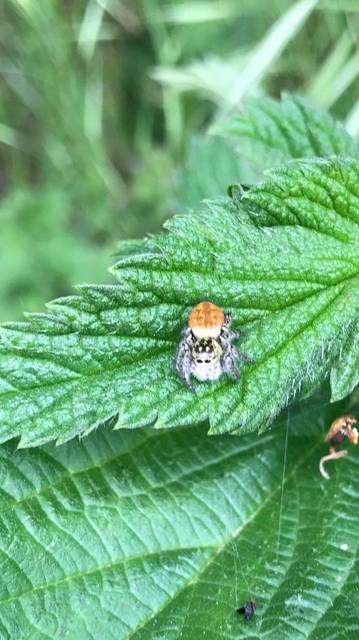 Carrhotus xanthogramma - rozsdás ugrópók