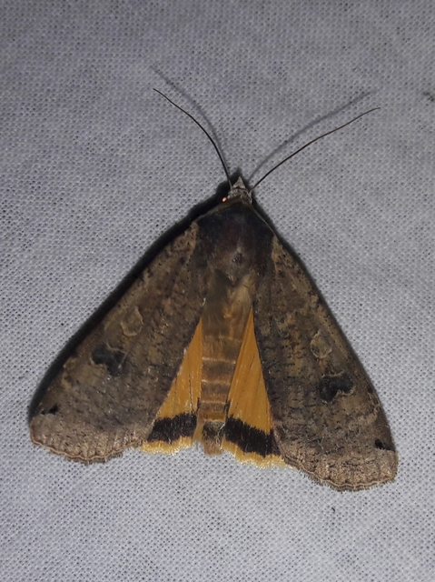 Noctua pronuba - nagy sárgafűbagoly