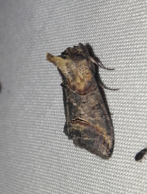Abrostola triplasia - közönséges csalánbagoly