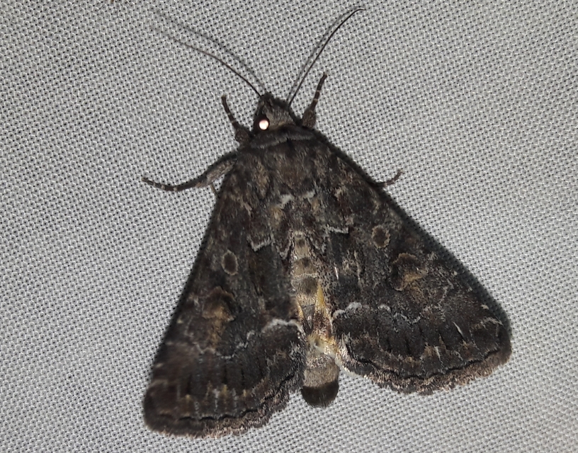 Thalpophila matura - fakó erdeibagoly