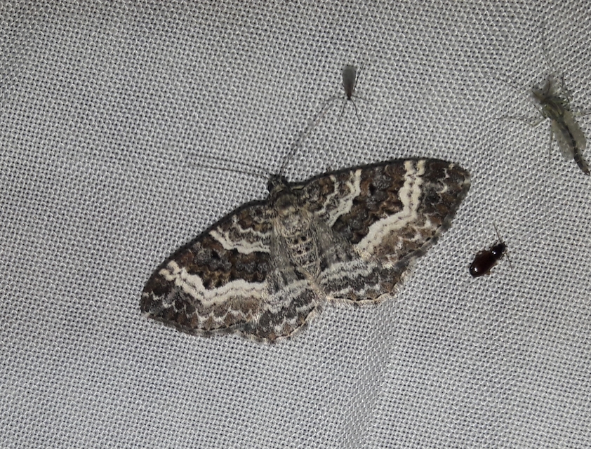 Epirrhoe alternata - galaj-tarkaaraszoló