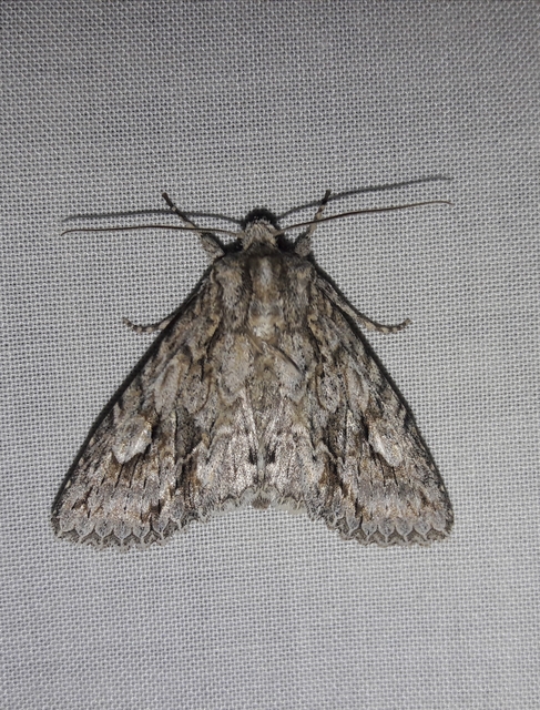 Meganephria bimaculosa - kétfoltos szilbagoly