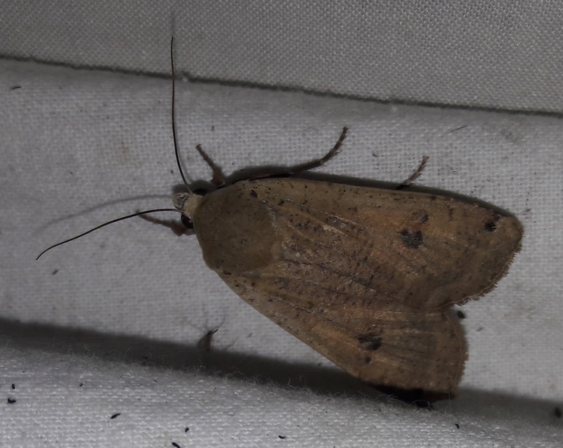 Noctua pronuba - nagy sárgafűbagoly
