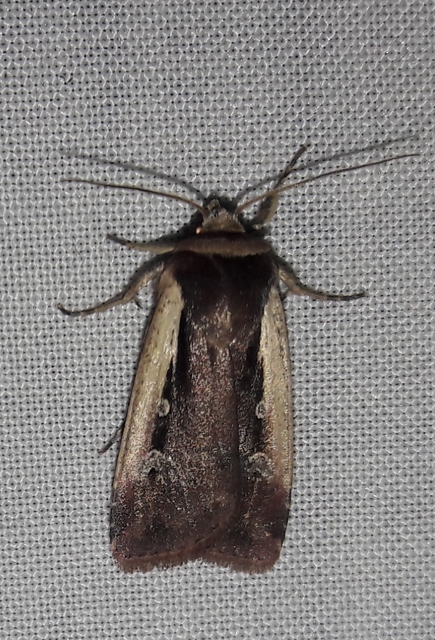 Ochropleura plecta - fehérszegélyű fűbagoly