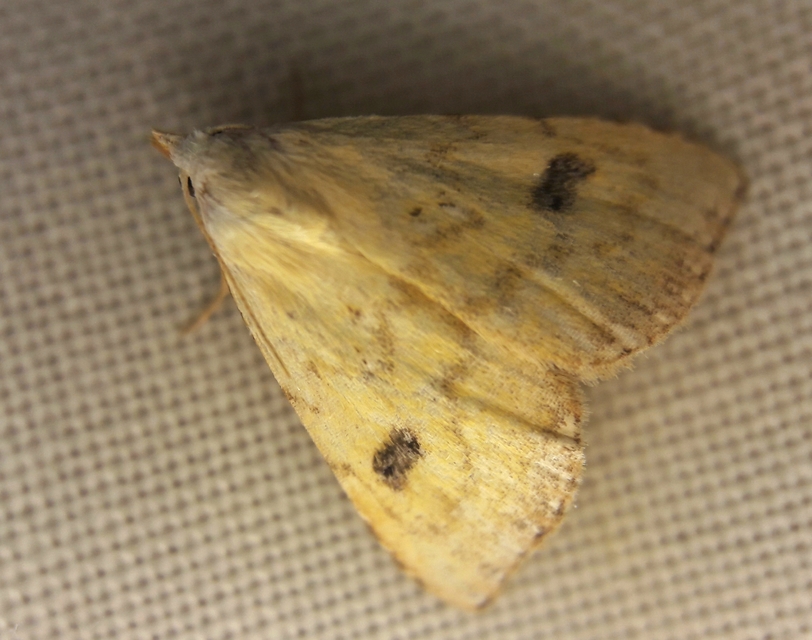 Rivula sericealis - selymes lórombagoly