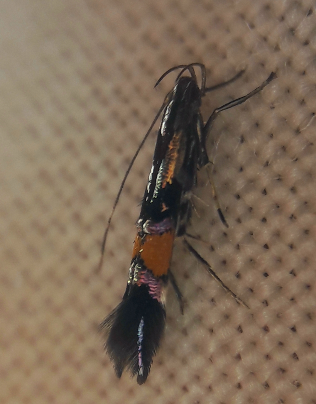 Cosmopterix orichalcea - csenkeszaknázó tündérmoly