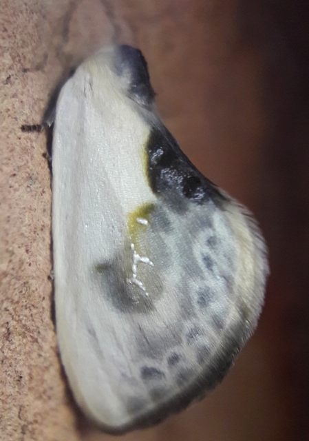 Cilix glaucata - törpe sarlósszövő