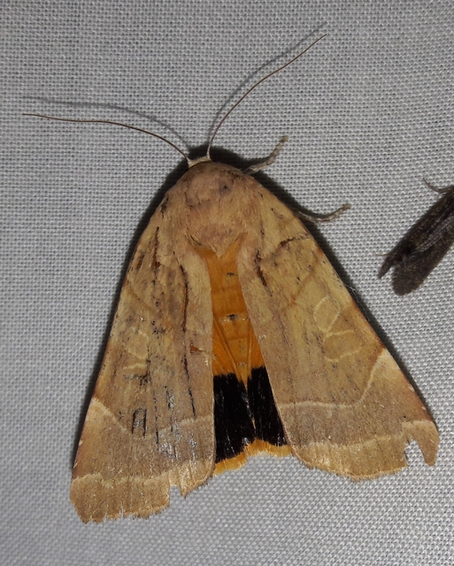 Noctua fimbriata - szélessávú sárgafűbagoly