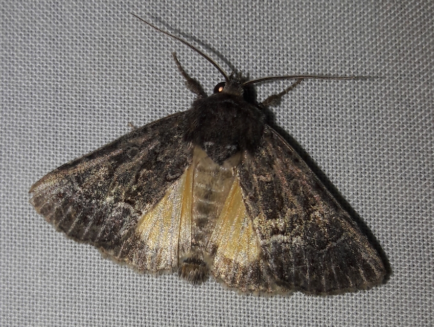 Thalpophila matura - fakó erdeibagoly
