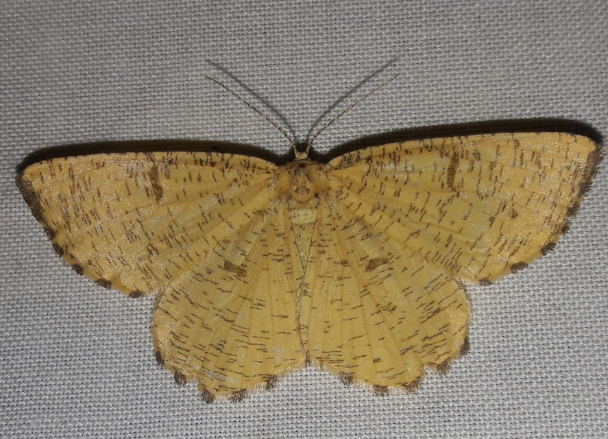 Angerona prunaria - sárga kökényaraszoló