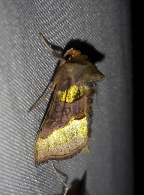 Diachrysia chrysitis - aranybagoly