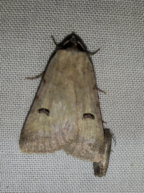 Lygephila craccae - gyakori csüdfűbagoly