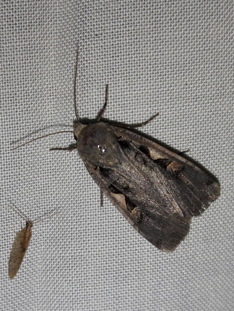 Xestia c-nigrum - c-betűs fűbagoly