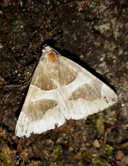 Dysgonia algira - déli porcelánbagoly