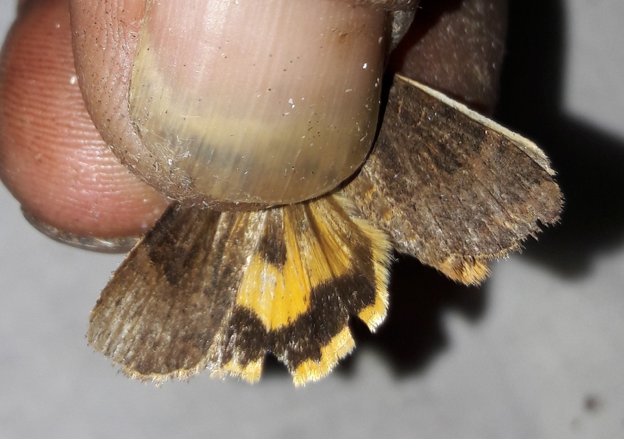 Noctua interposita - köztes sárgafűbagoly