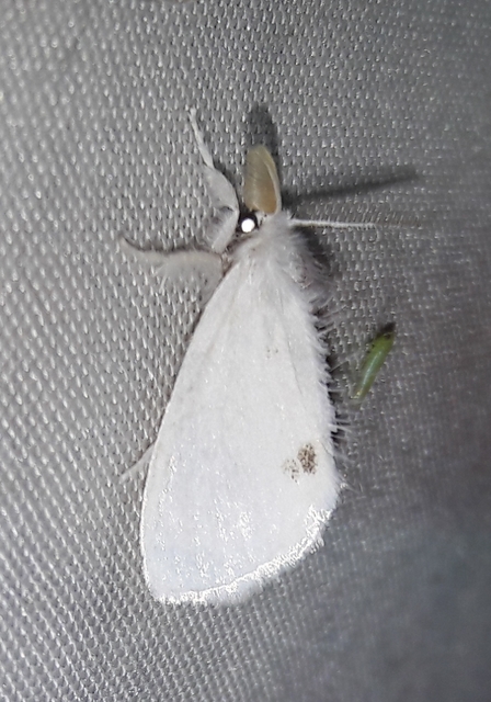 Sphrageidus similis - sárgafarú szövő