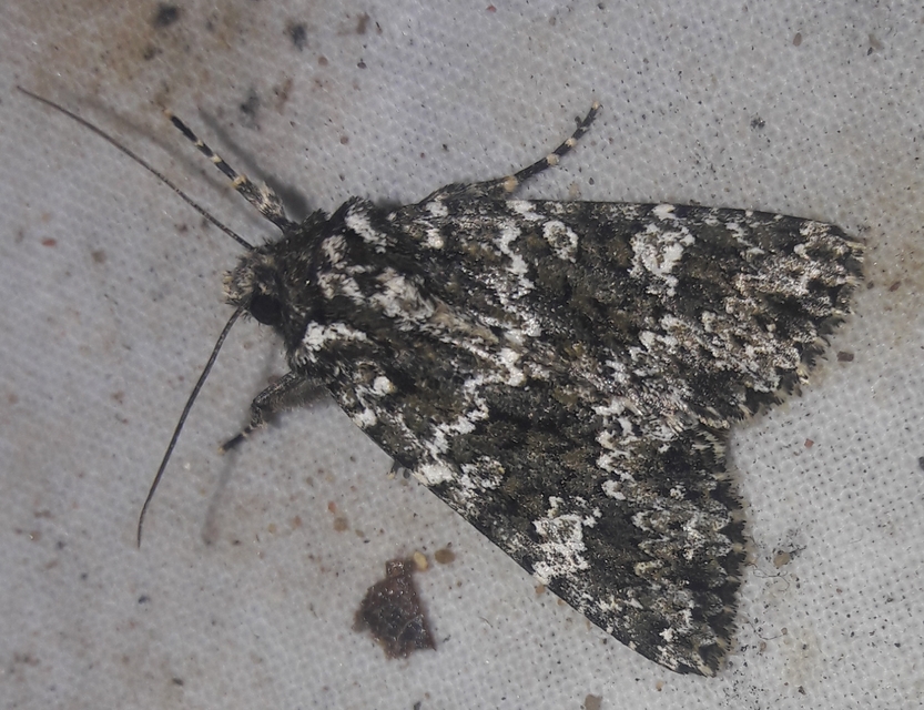 Polymixis polymita - kankalin-tarkabagoly