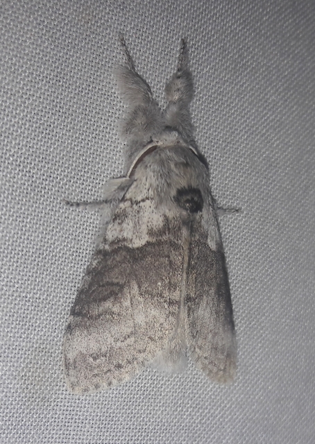 Calliteara pudibunda - hamvasszövő
