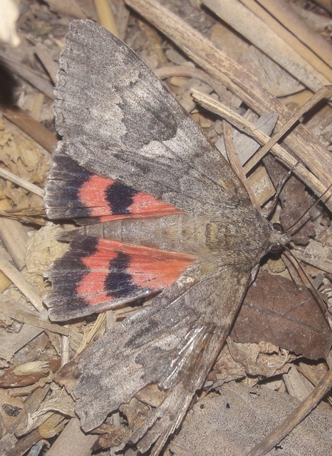 Catocala nupta - piros övesbagoly